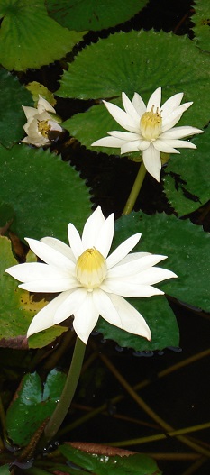 White waterlilies
